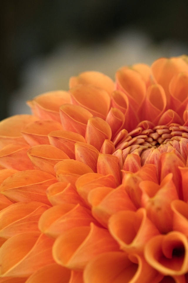 Оранжевая пышная георгина вблизи