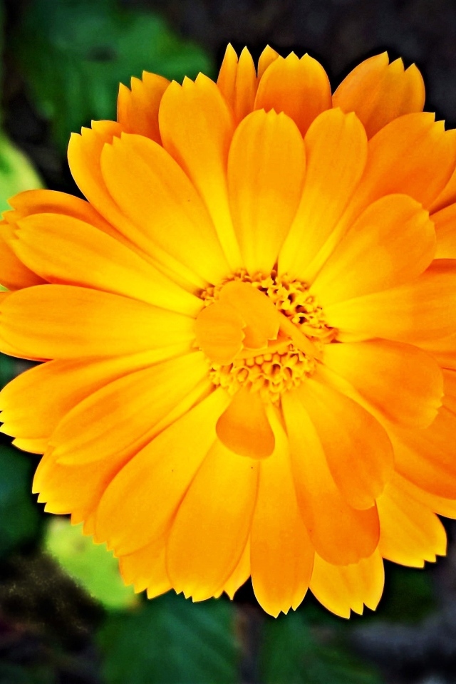 Оранжевый цветок календулы крупным планом