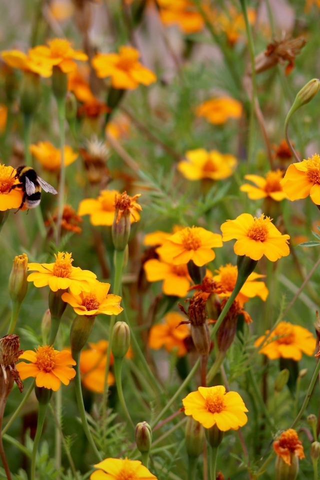 Оранжевые цветы бархатцы на клумбе