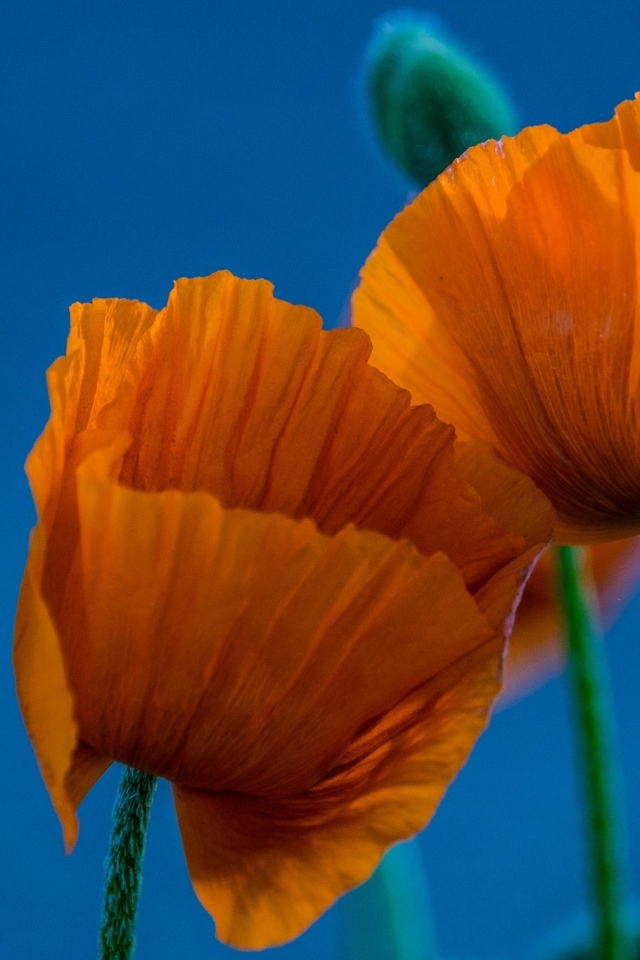 Оранжевые маки на голубом фоне