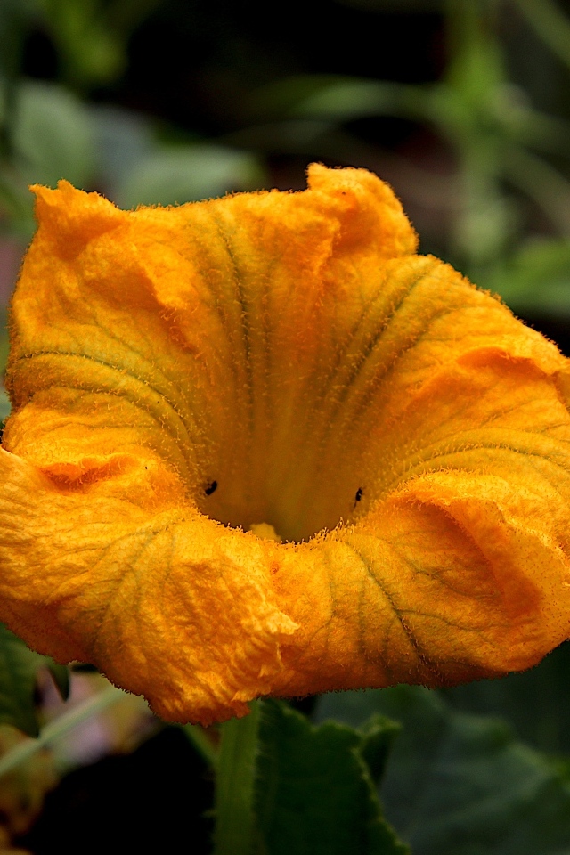 Оранжевый цветок тыквы на грядке