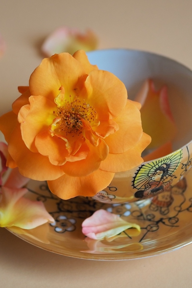 Оранжевый цветок розы в чашке на столе