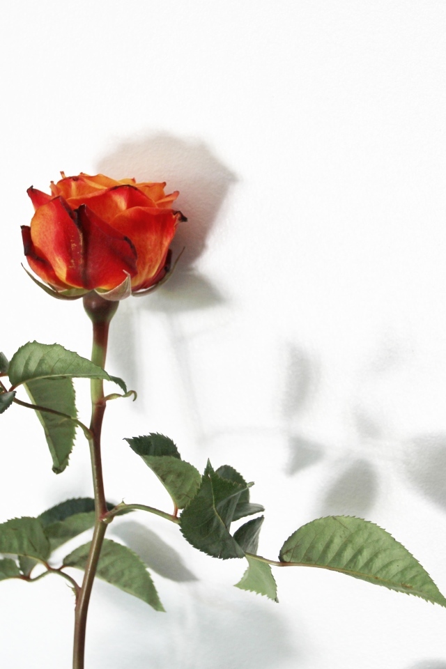 Цветок оранжевой розы на белом фоне