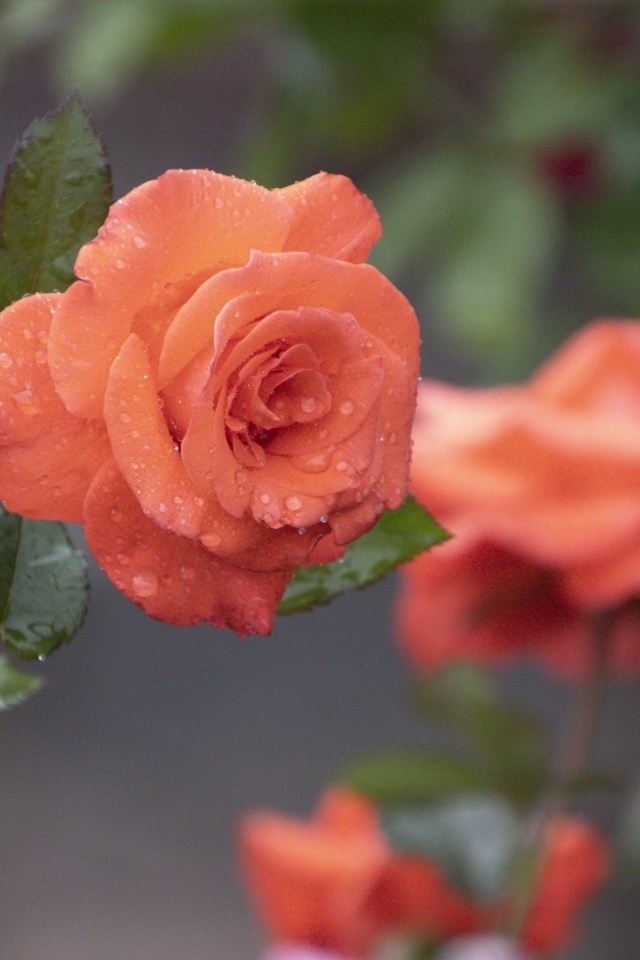 Оранжевая роза в каплях росы крупным планом