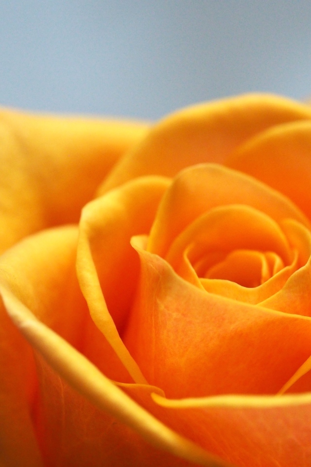 Апельсиновая роза на сером фоне крупным планом