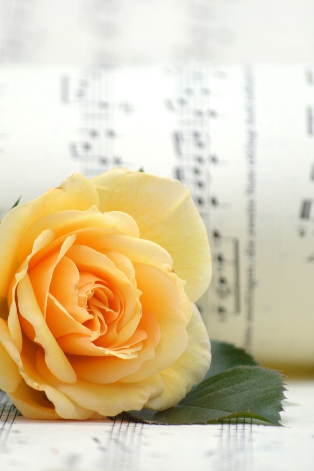 Оранжевая роза с нотной тетрадью