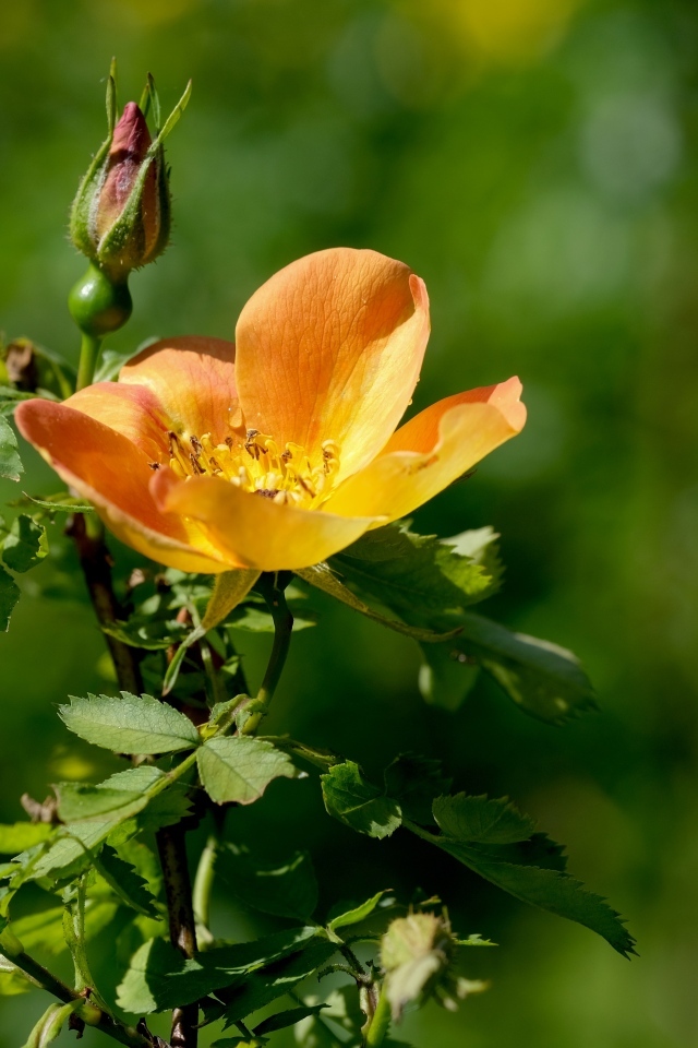 Оранжевый цветок шиповника с бутоном  крупным планом