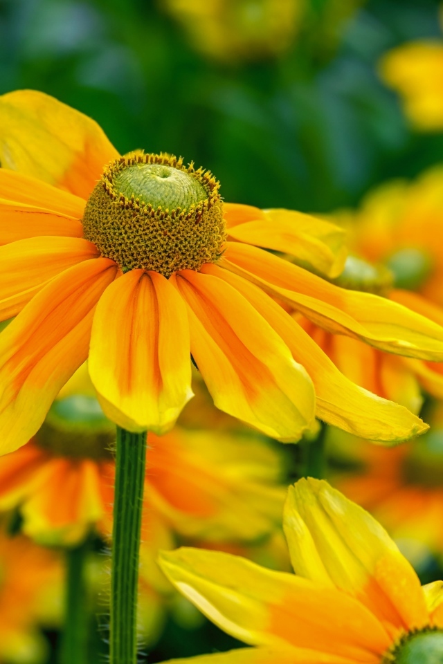 Оранжевые цветы рудбекия крупным планом на клумбе