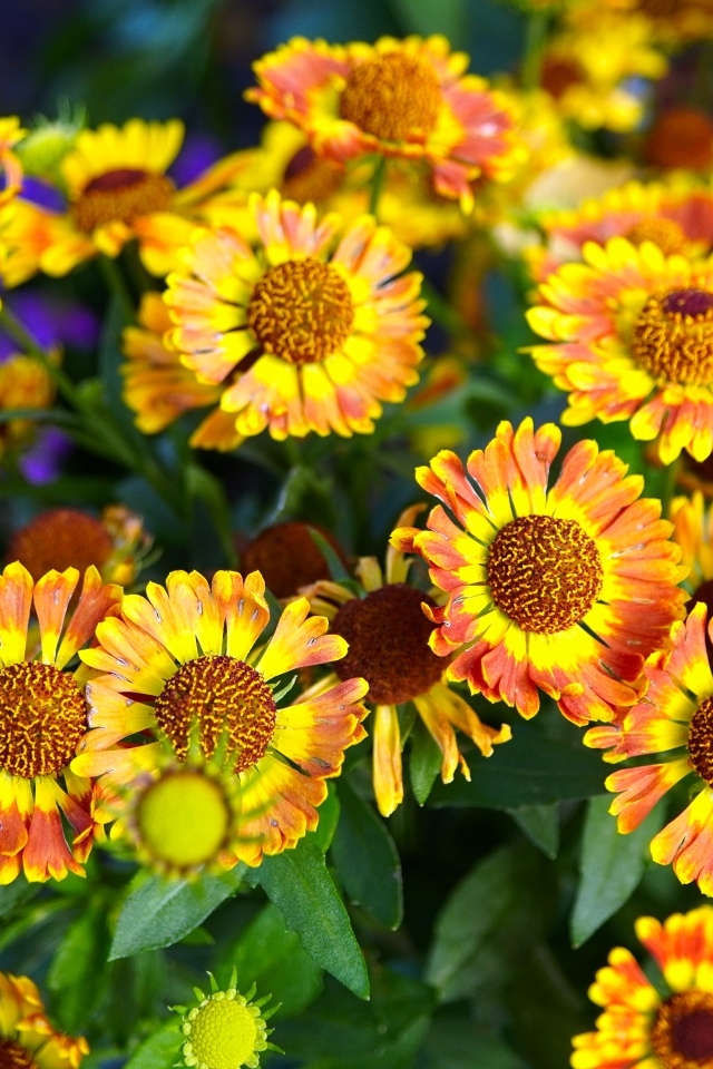 Оранжевые мелкие садовые цветы