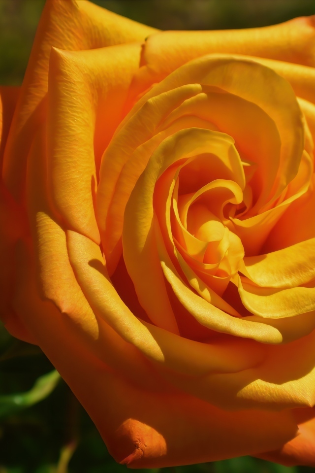 Оранжевая чайная роза на клумбе