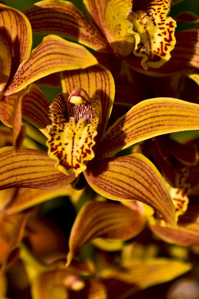 Оранжевые тигровые орхидеи крупным планом