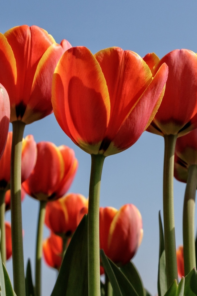 Оранжевые тюльпаны на фоне голубого неба