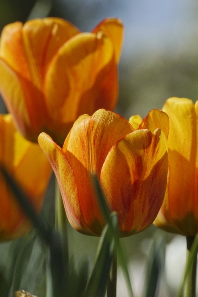 Оранжевые тюльпаны в лучах теплого солнца