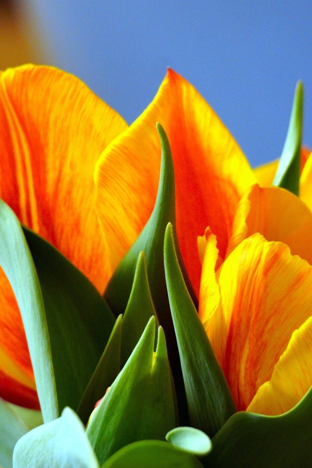 Оранжевые тюльпаны с зелеными листьями крупным планом