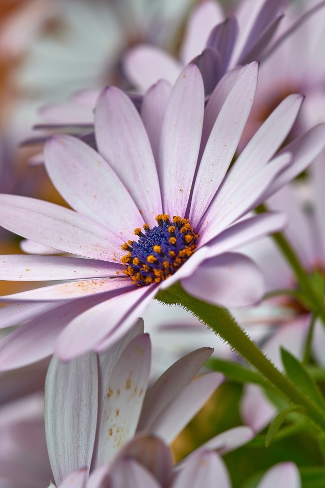 Цветы остеоспермум крупным планом