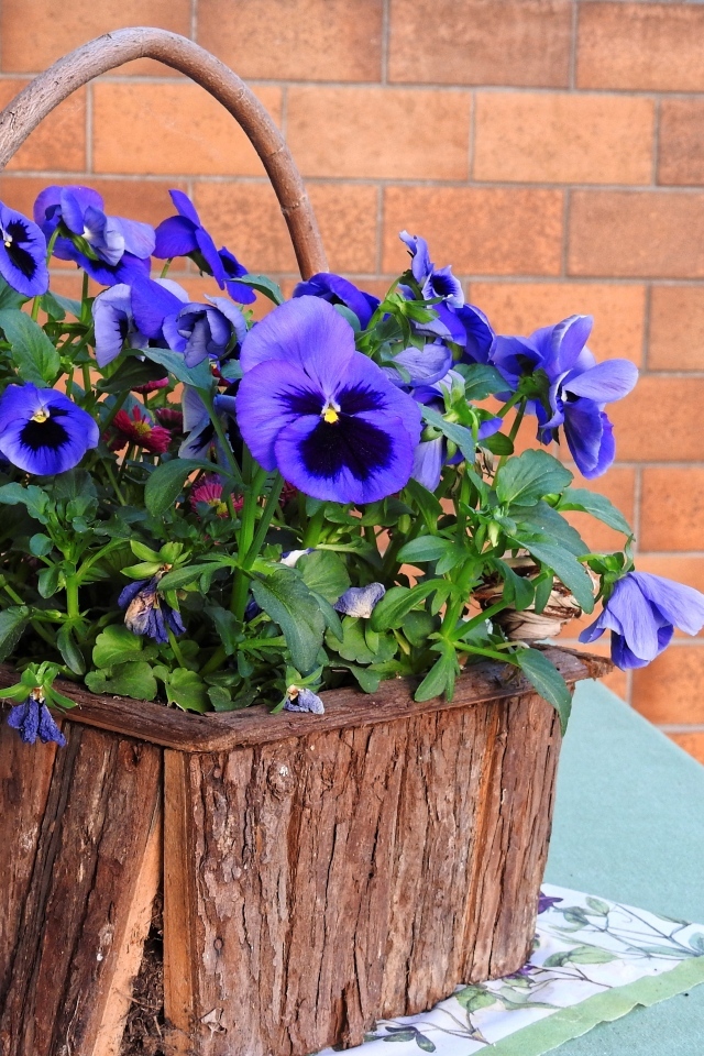 Цветы анютины глазки в декоративной корзине