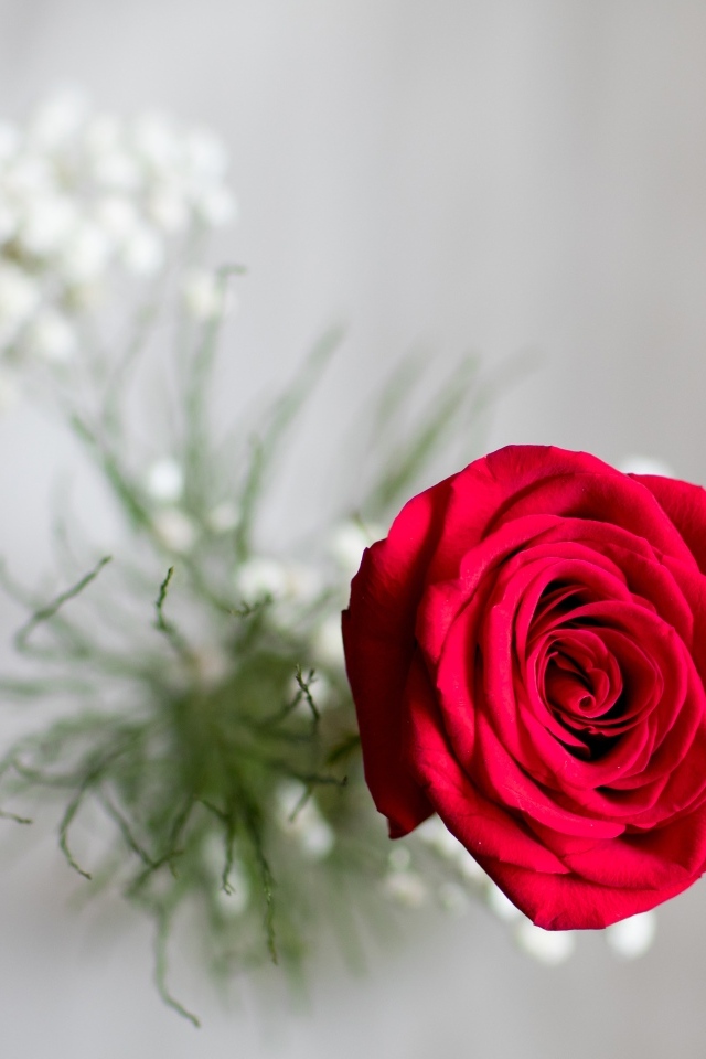 Фото красной розы сверху