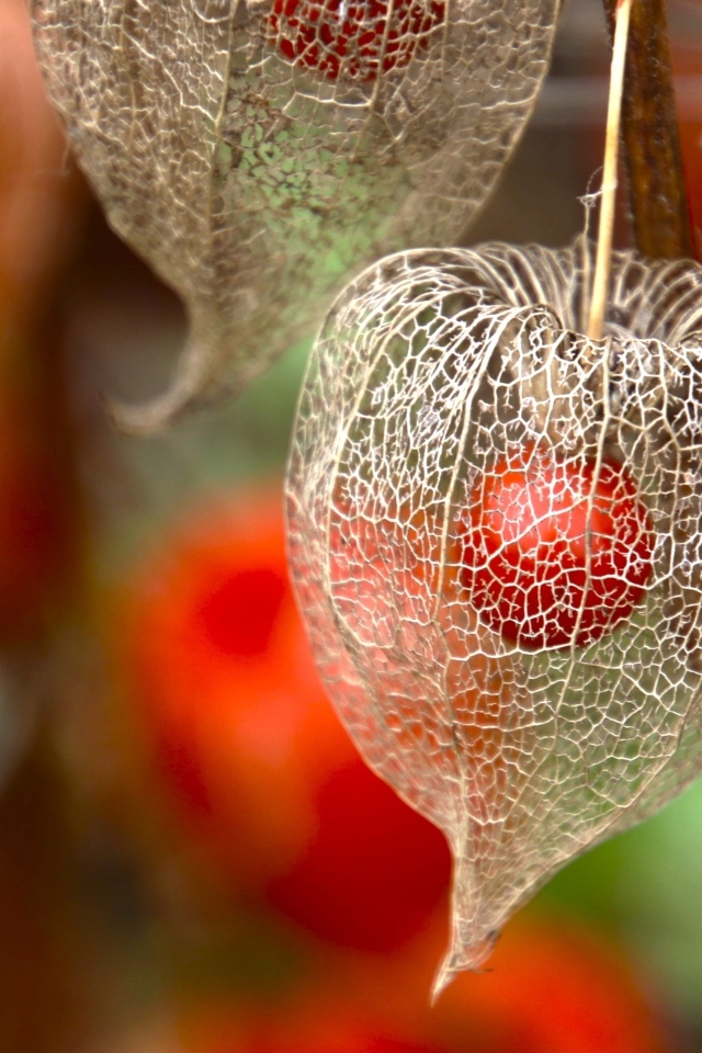 Цветок физалиса с ягодой внутри