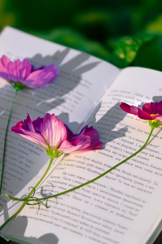Сорванные цветы космеи лежат на книге