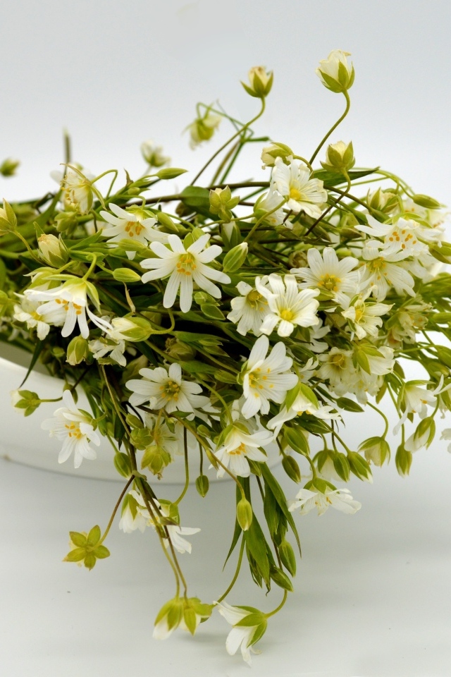 Сорванные белые цветы на сером фоне