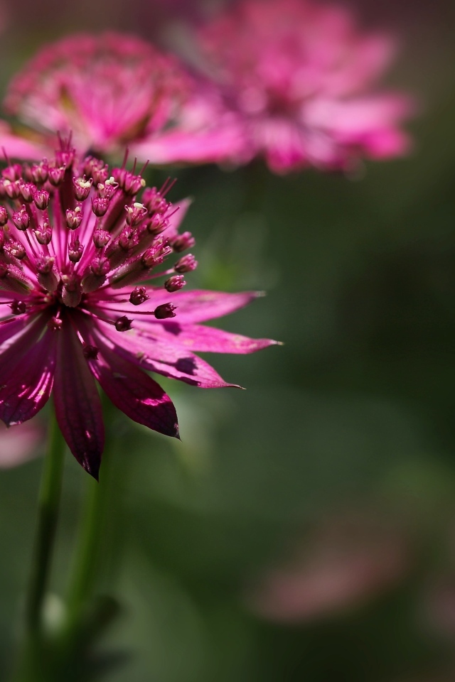 Розовый цветок Астранция крупным планом