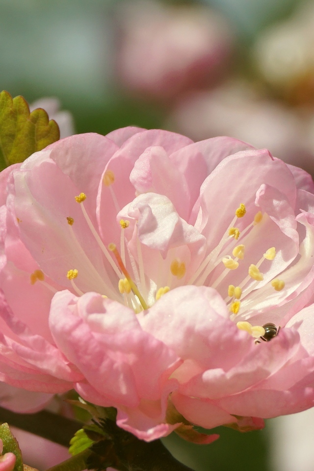 Розовые цветы луизеания в лучах солнца