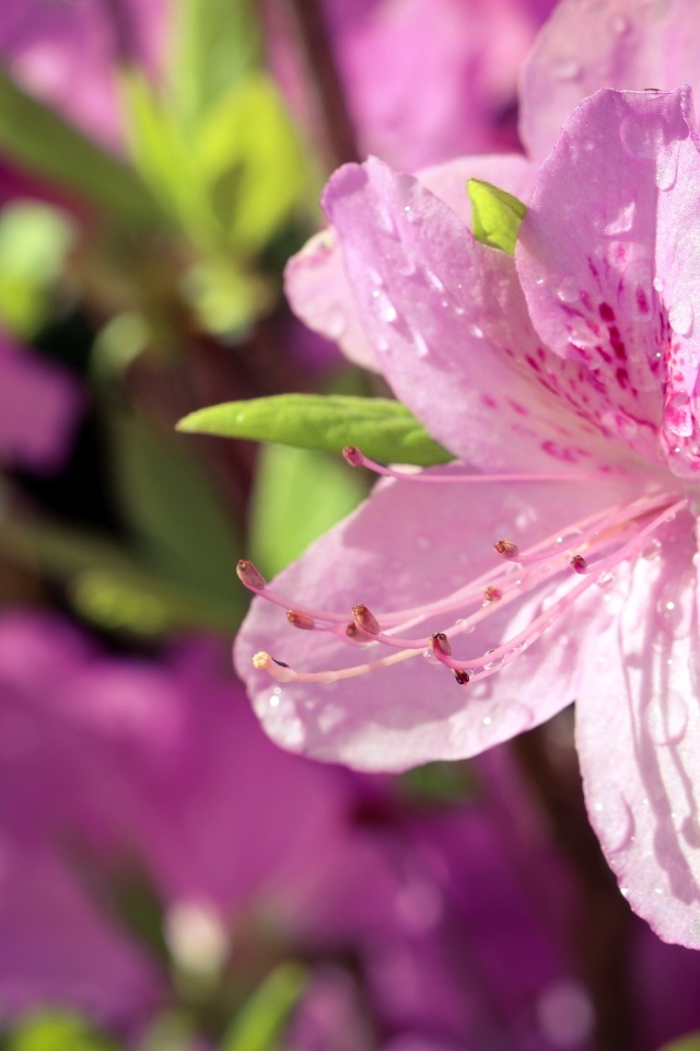 Розовые цветы Рододендрон в каплях росы