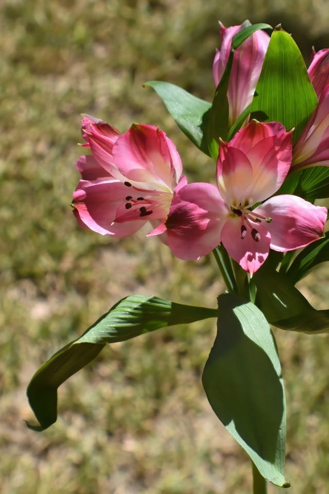 Розовые цветы альстромерии с зелеными листьями