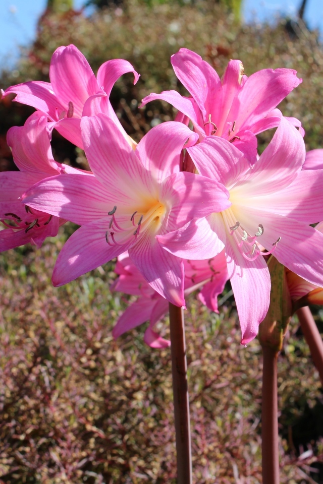 Розовые цветы амариллис на клумбе