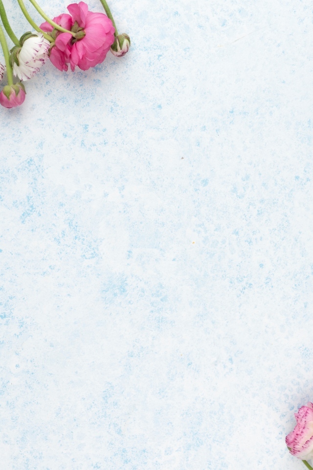 Розовые и красные лютики на голубом фоне