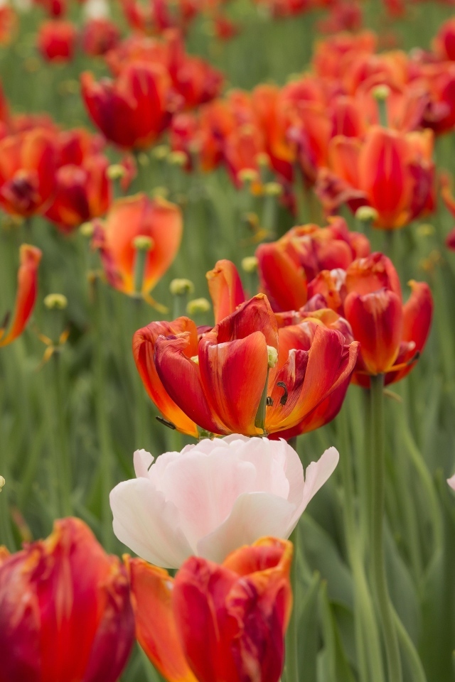 Розовые и красные тюльпаны на клумбе