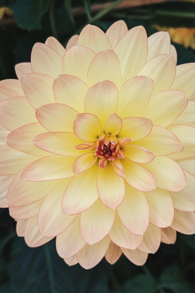 Розовый с желтым цветок пышной георгины