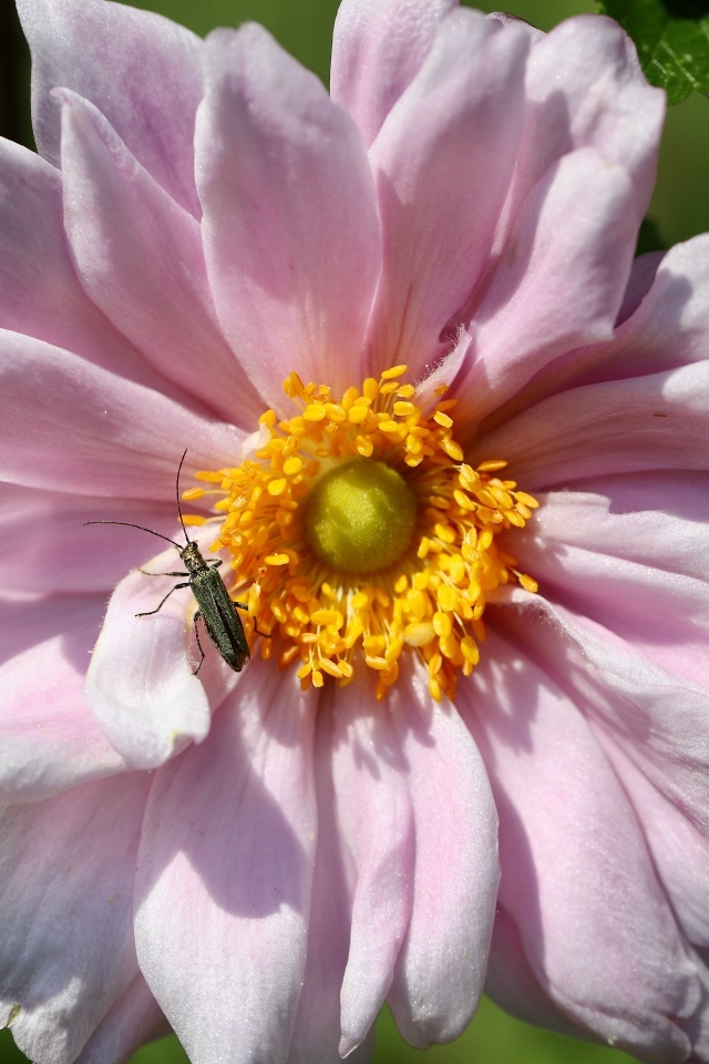 Розовый цветок анемона с жуком