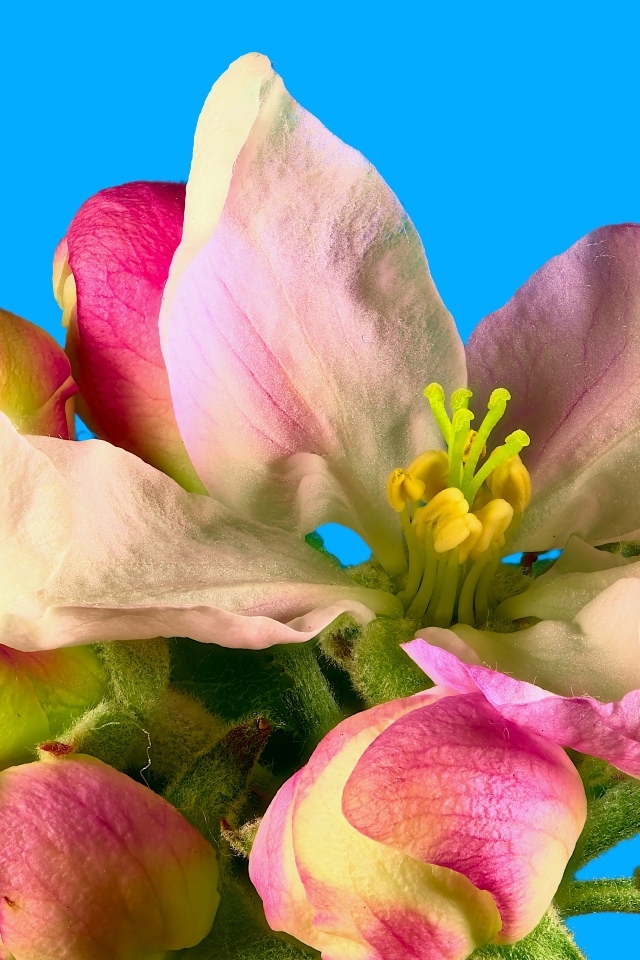 Розовые цветы яблони на ветке на фоне голубого неба