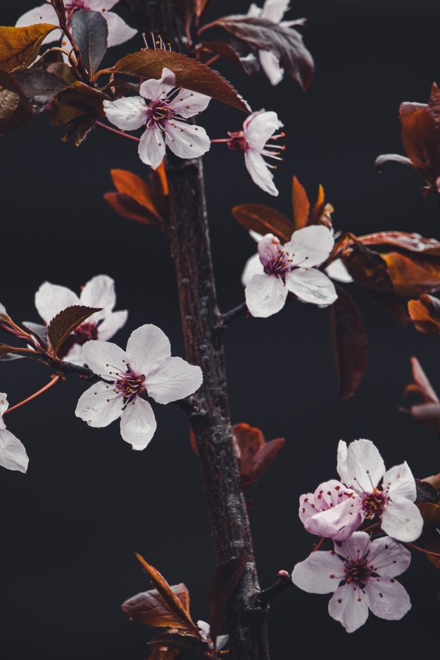 Розовые цветы абрикоса на ветках