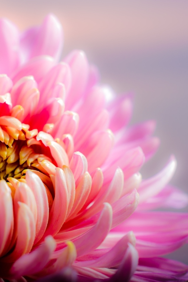 Розовый цветок астры крупным планом