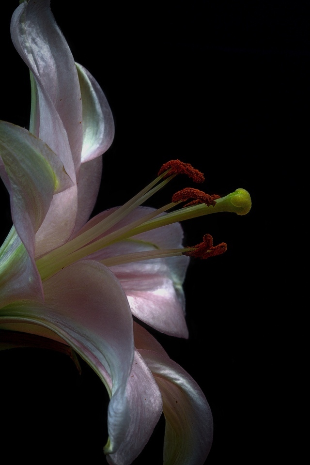 Розовая красивая лилия на черном фоне