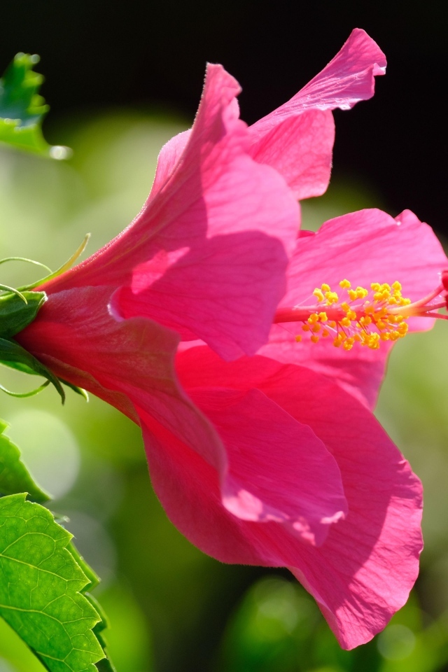 Розовый большой цветок гибискуса