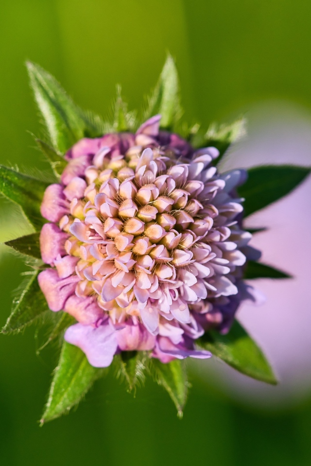 Розовый распускающийся цветок клевера