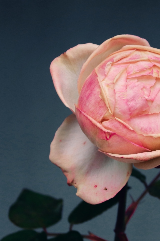 Розовый распускающийся цветок розы на сером фоне