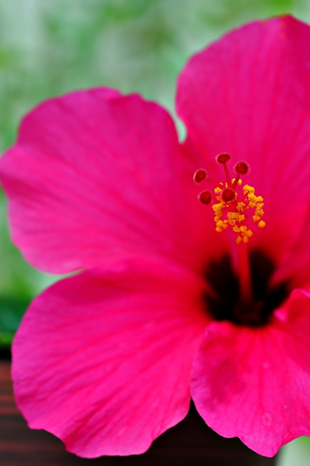 Розовый яркий цветок гибискуса крупным планом