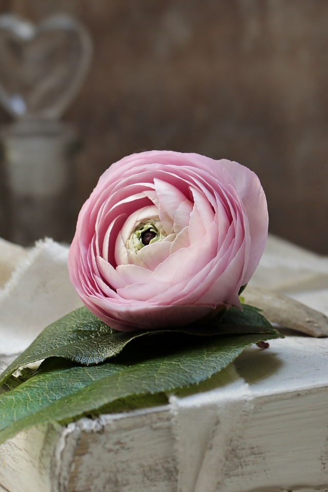 Розовый цветок лютика лежит на старой книге