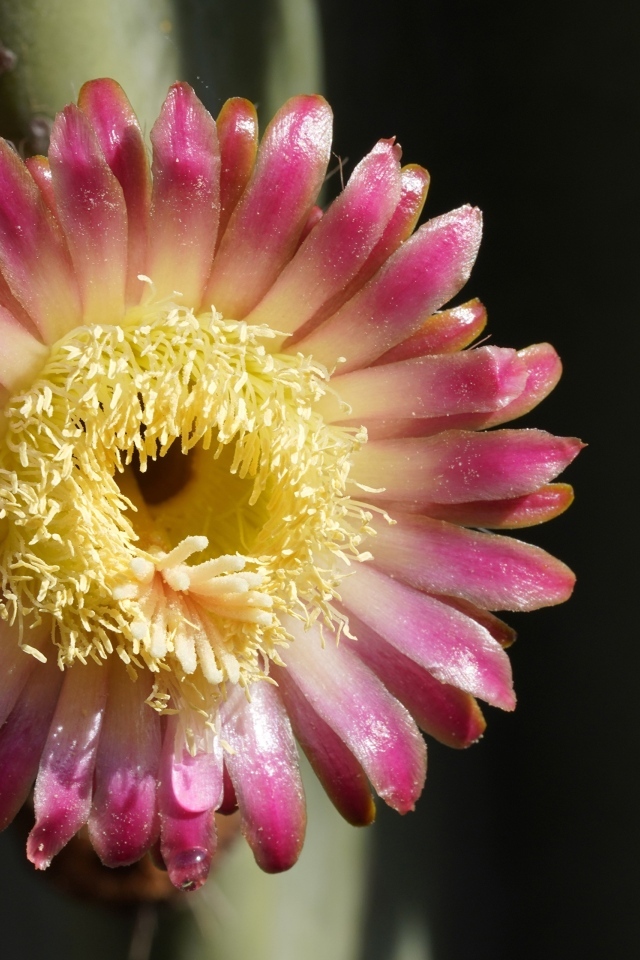 Розовый цветок кактуса на черном фоне