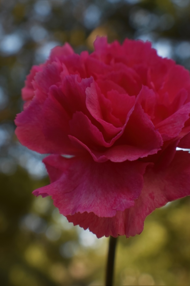 Розовая гвоздика крупным планом