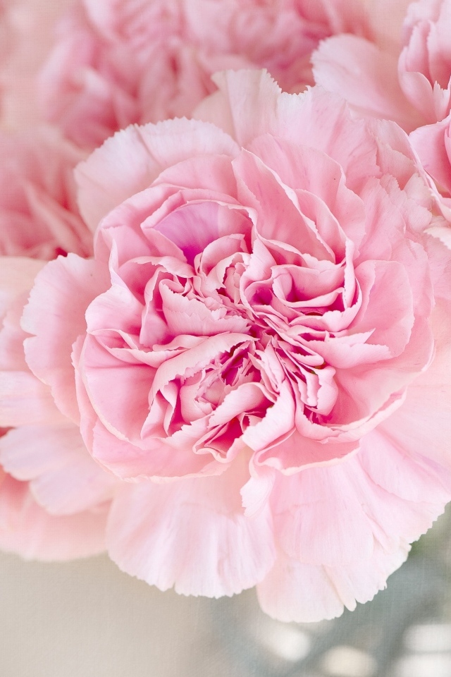 Розовые гвоздики крупным планом