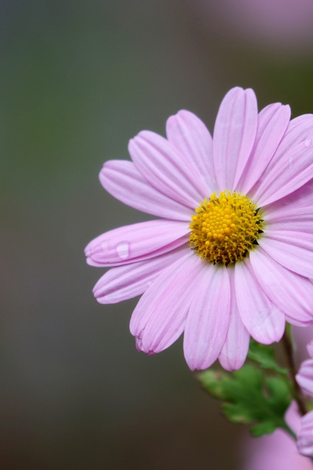 Розовые ромашковидные хризантемы крупным планом