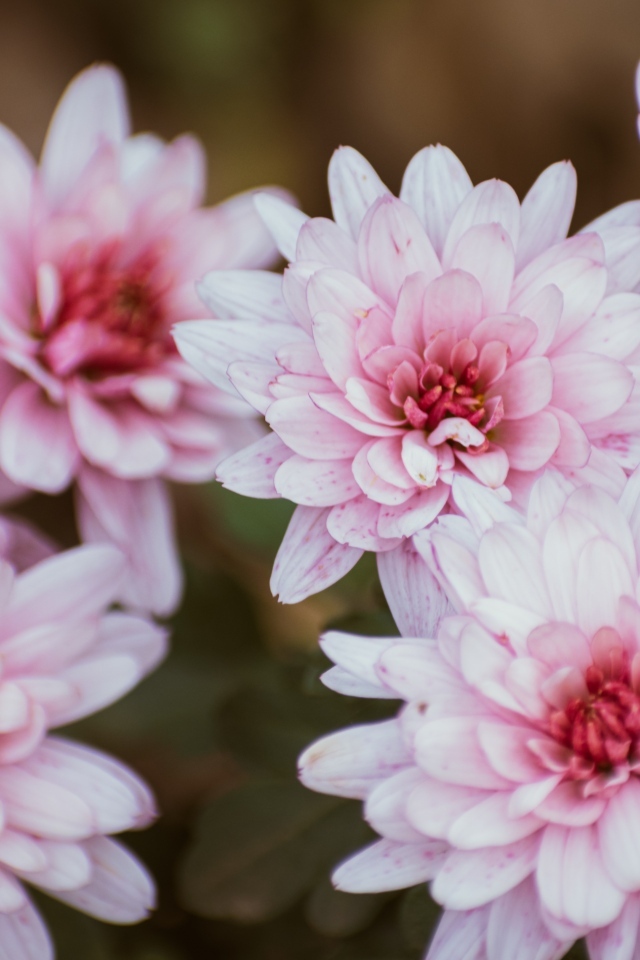 Розовые цветы хризантемы крупным планом