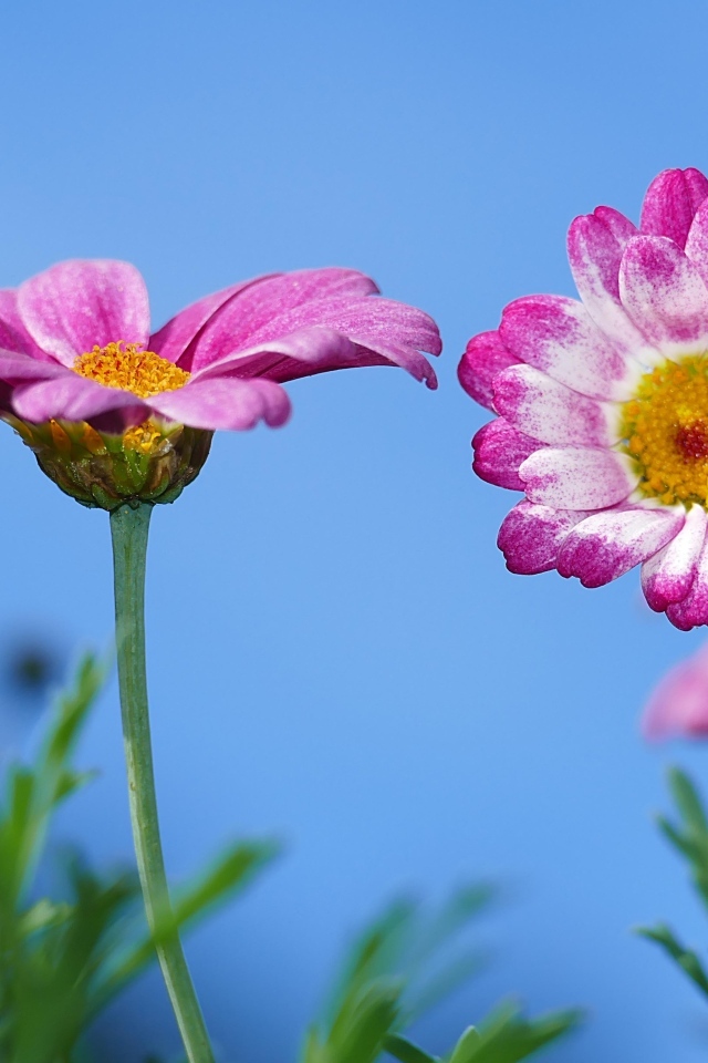 Розовые хризантемы на фоне голубого неба