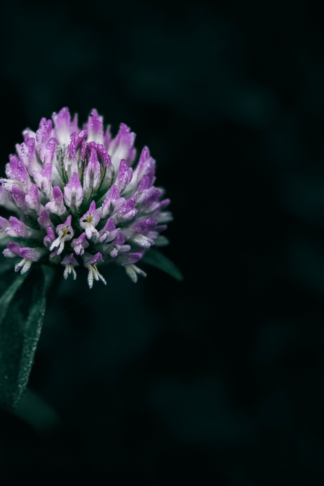 Розовый цветок клевера крупным планом