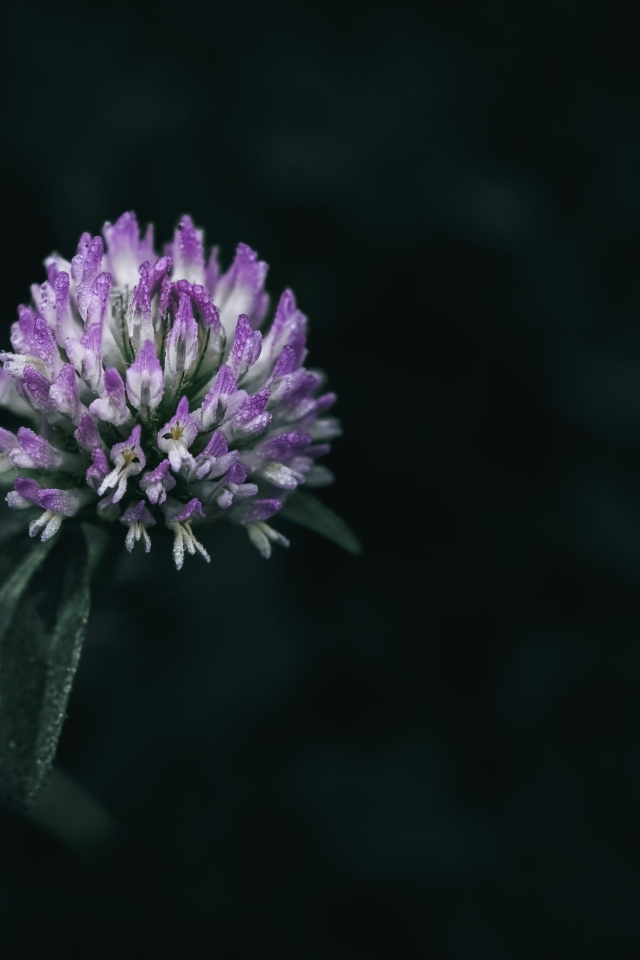 Розовый цветок клевера крупным планом